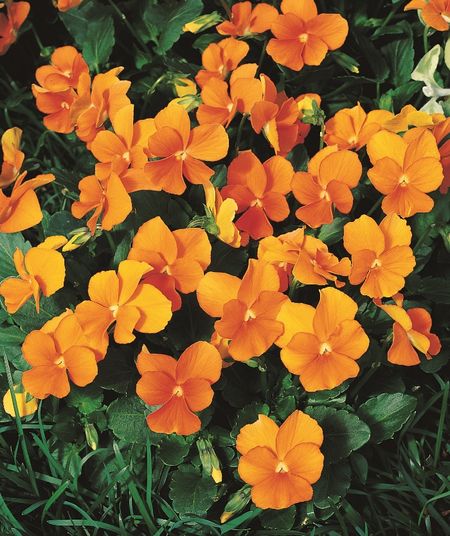 Виола корнута Пенни F1 Оранж 20 шт 189₽