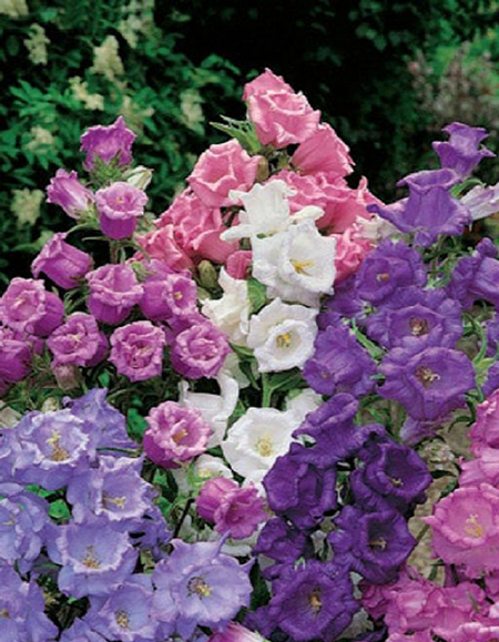 Колокольчик Смесь лидеров УД 005 гр 33₽