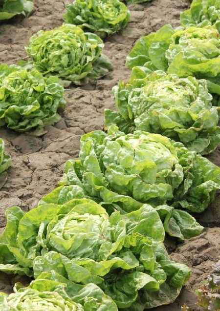 Салат Крупнокочанный УД 03 гр цвп 27₽