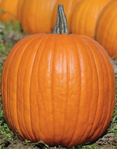 Тыква Хеллоун УД 6 шт цвп 27₽