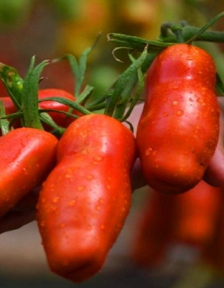 Томат Санькина любовь УД 12 шт цвп Симбиоз 39₽