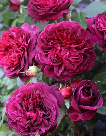 Роза чайно-гибридная Кейт 1 шт 459₽