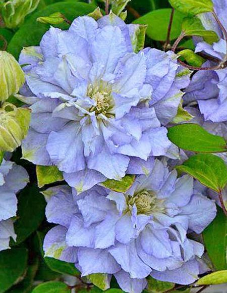 Клематис Даймонд Болл 1 шт Р9 749₽