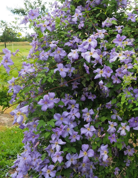 Клематис Эмилия Платер 1 шт Р9 599₽