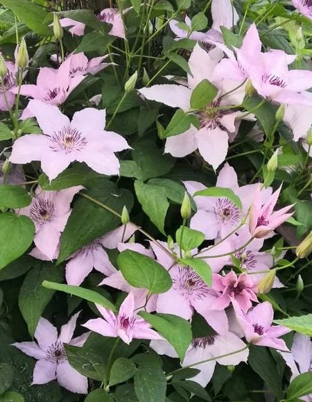 Клематис Хегли Хайбрид 1 шт Р9 599₽