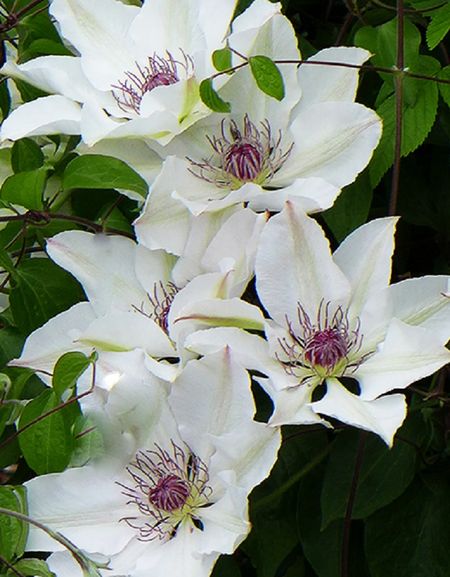 Клематис Мать Урсула Ледуховска 1 шт Р9 699₽