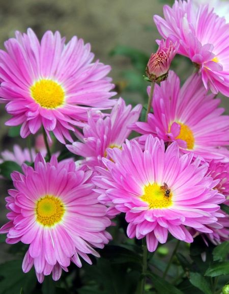 Хризантема корейская Мальчиш-Кибальчиш 1 шт Р9 499₽