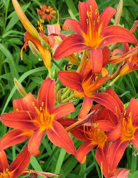 Лилейник Гибридный Сэмми Рассел 1 шт Р9 289₽