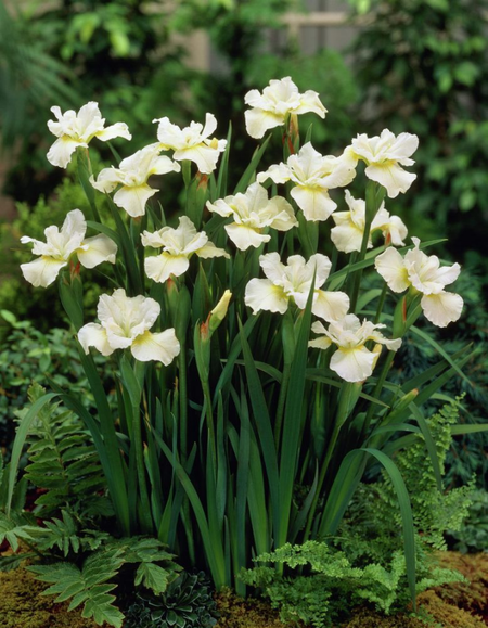 Ирис Харпсвелл Хэпинес 1 шт 299₽