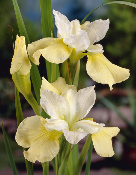 Ирис Баттер энд Шуга 1 шт 249₽