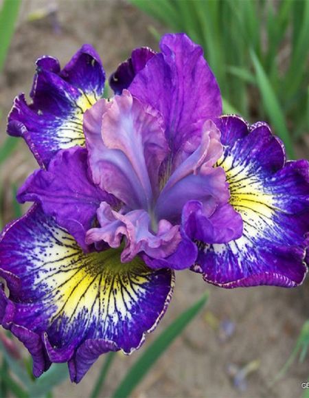 Ирис Хау Одейшес 1 шт 339₽