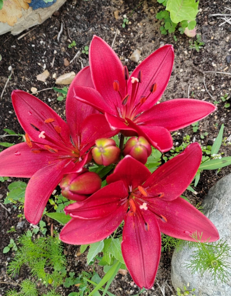 Лилия Тренди Гавана 1 уп 2 шт 239₽