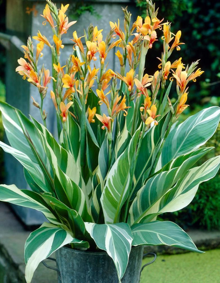 Канна Штутгарт Вариегатед 1 шт 299₽