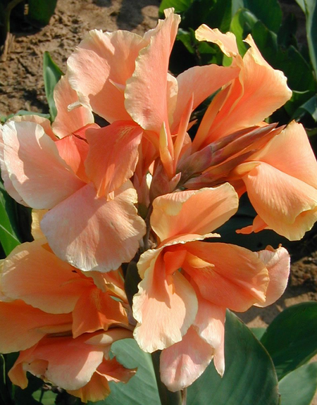 Канна Эприкот Дрим 1 шт 229₽