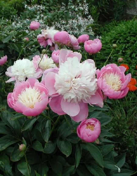 Пион травянистый Боул ов Бьюти 1 шт 659₽