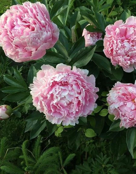 Пион травянистый Катерина Фонтейн 1 шт 659₽