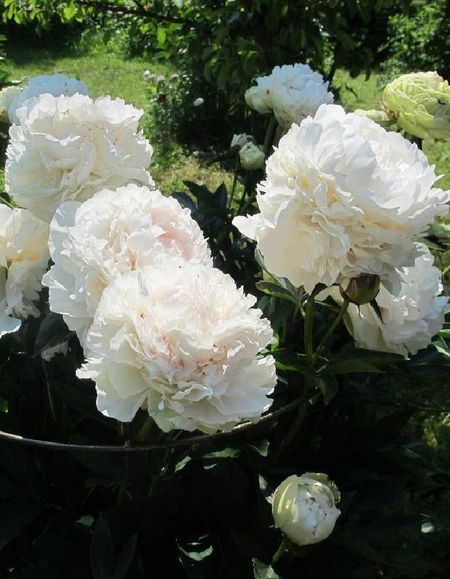 Пион травянистый Мари Лемуан 1 шт 699₽