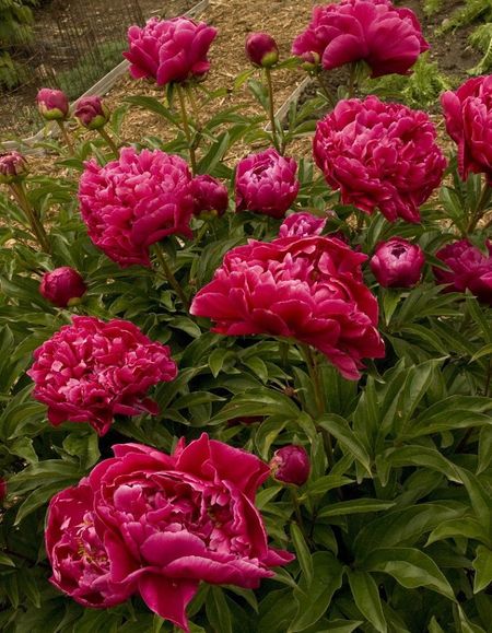 Пион травянистый Маэстро 1 шт 1199₽