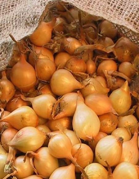 Лук севок Мячковский 300 05 кг калибр 1021 23₽