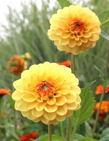 Георгина Голден Скипетр 1шт 499₽