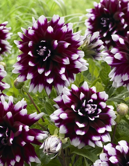 Георгина Мистери Дей 1шт 329₽