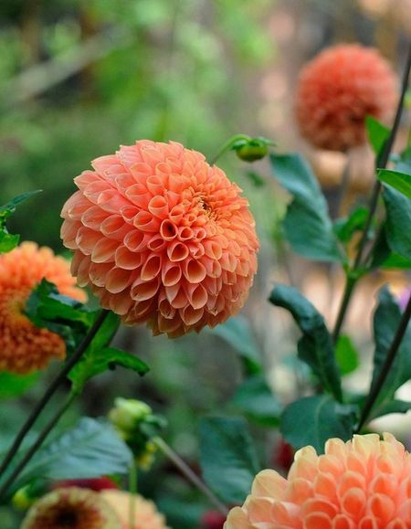 Георгина Бантлинг 1шт 399₽