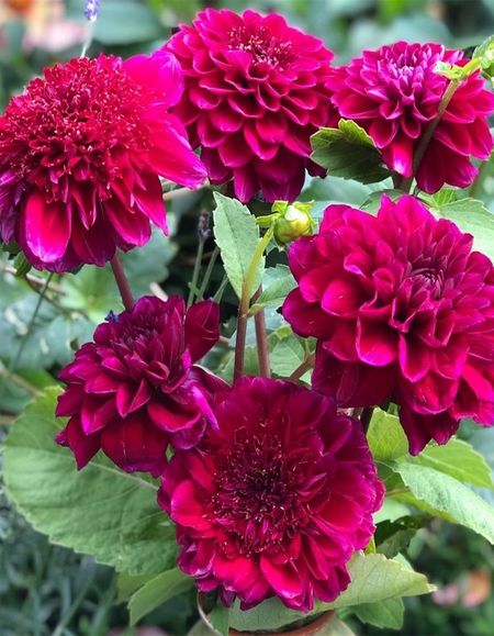 Георгина Пурпл Букет 1шт 369₽