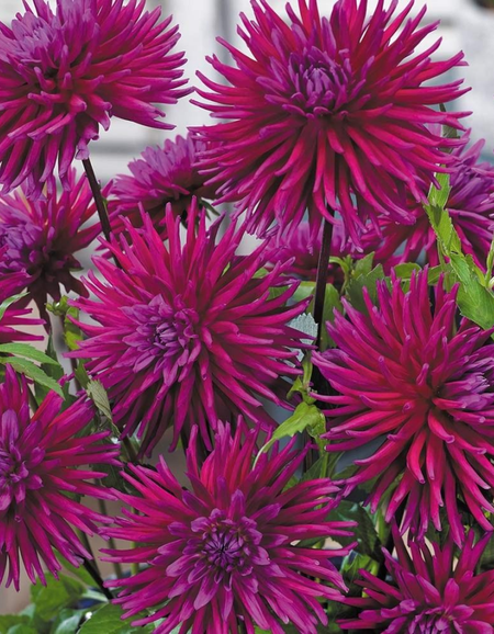 Георгина Пурпл Джем 1шт 499₽