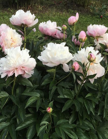 Пион травянистый Леди Александер Дафф 1 шт 659₽