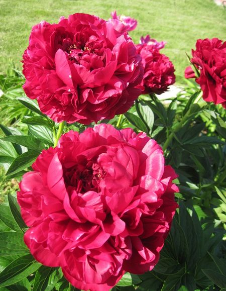 Пион травянистый Генри Бокстос 1 шт 1199₽