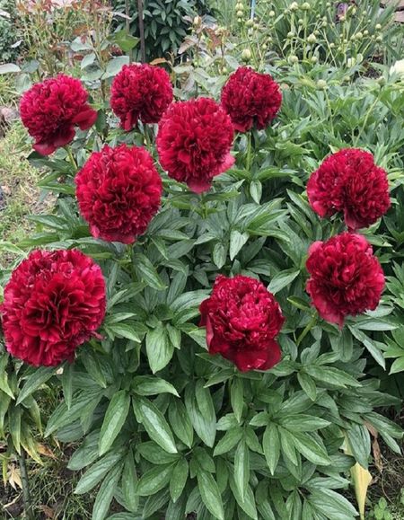 Пион травянистый Олд Фейтфул 1 шт 1699₽