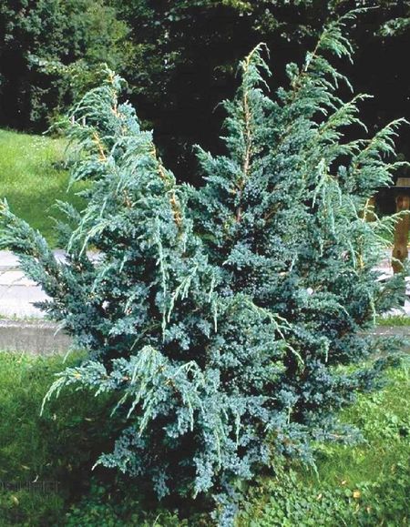 Можжевельник чешуйчатый Мейери 1 шт Р9 569₽