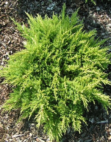 Можжевельник Пфитцера Пфитцериана Ауреа 1 шт Р9 569₽