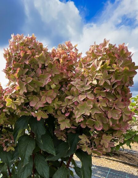 Гортензия метельчатая Металлика 1 шт Р9 699₽