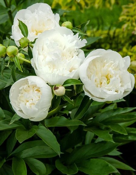 Пион травянистый Дюшес де Немур 1 шт С2 669₽