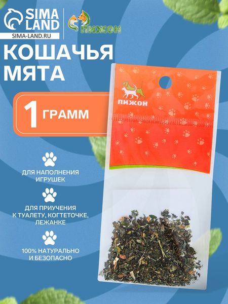 Кошачья мята «Пижон»