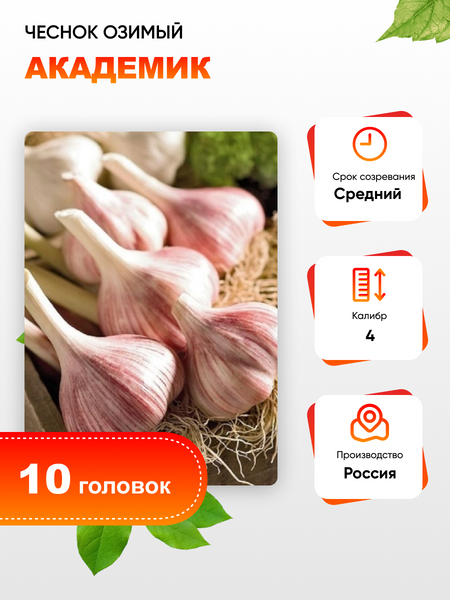Чеснок Академик 1 уп 10 головок калибр 4 329₽