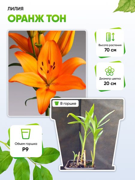 Лилия Оранж Тон 1 шт Р9 325₽
