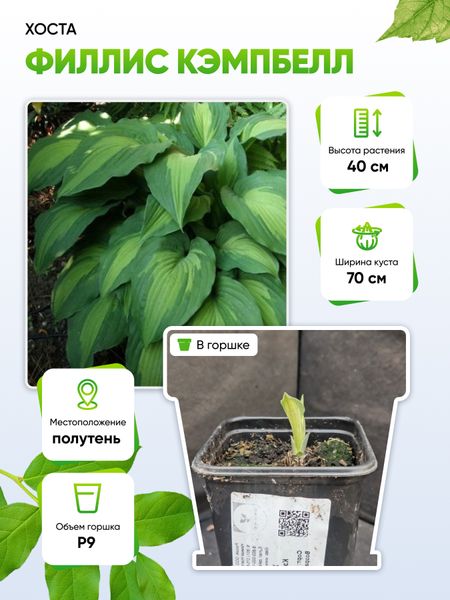 Хоста Филлис Кэмпбелл 1 шт Р9 299₽