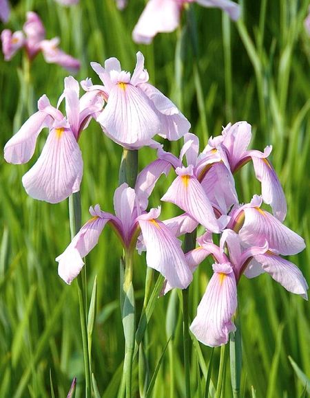 Ирис Роуз Квин 1 шт Р9 439₽