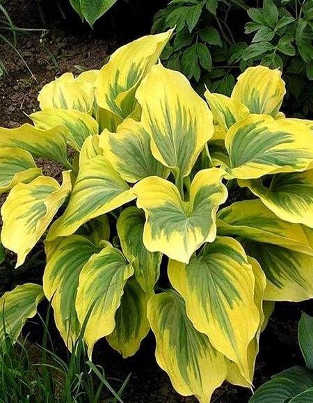 Хоста Глед Рэгс 1 шт Р9 849₽