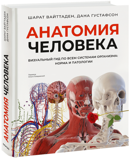 Анатомия человека