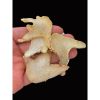 100 г органической сушеной Bletilla Striata Bletilla псевдобульбы корневище Bletillae Bai Ji