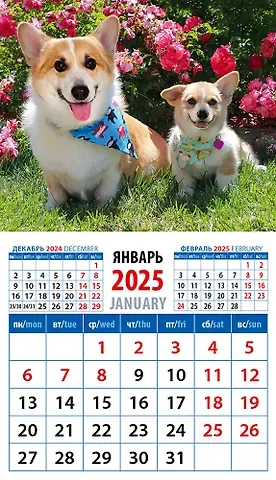 Календарь 2025г 94*167 "Забавные щенки корги" на магните