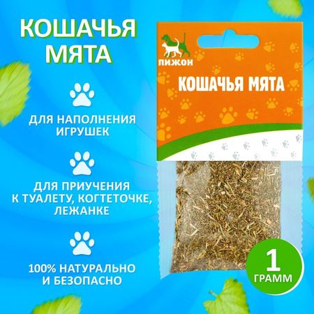 Кошачья мята «Пижон»