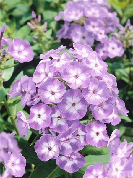 Флокс Катерина 1 шт 239₽