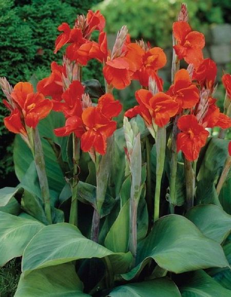 Канна Бриллиант 1 шт 449₽