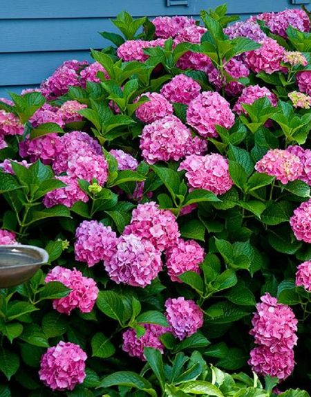 Гортензия крупнолистная Форевер энд эвер Пинк 1 шт Р9 599₽