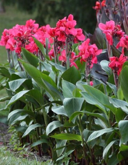 Канна Пинк Президент 1 шт 449₽