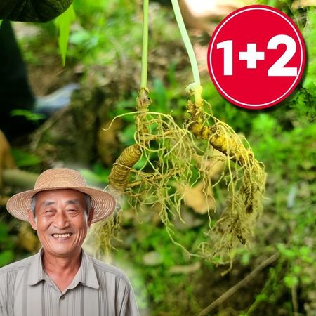 3 roots of Gangwon-do camphor ginseng grade A wild ginseng